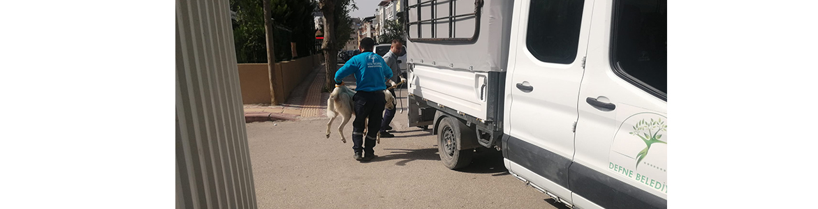 Köklü çözüm mü, geçici mi? Defne Belediyesi, ilçede başıboş gezen