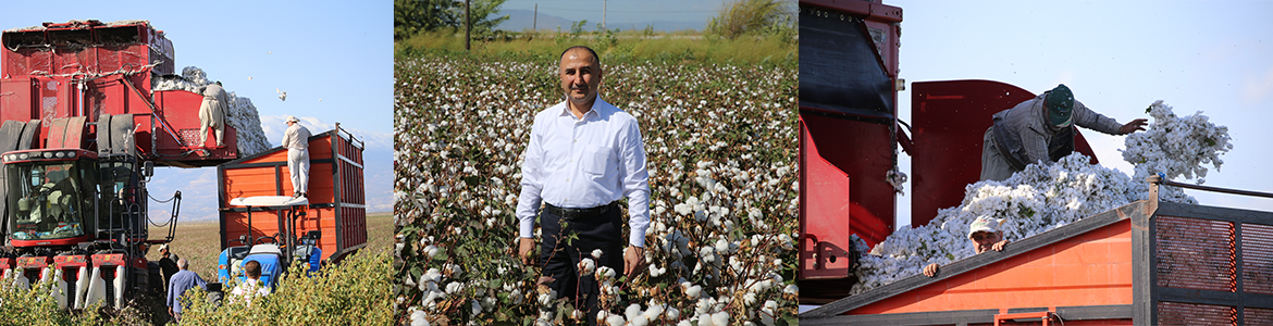 Bereketin beyaz tarlaları Pamuk