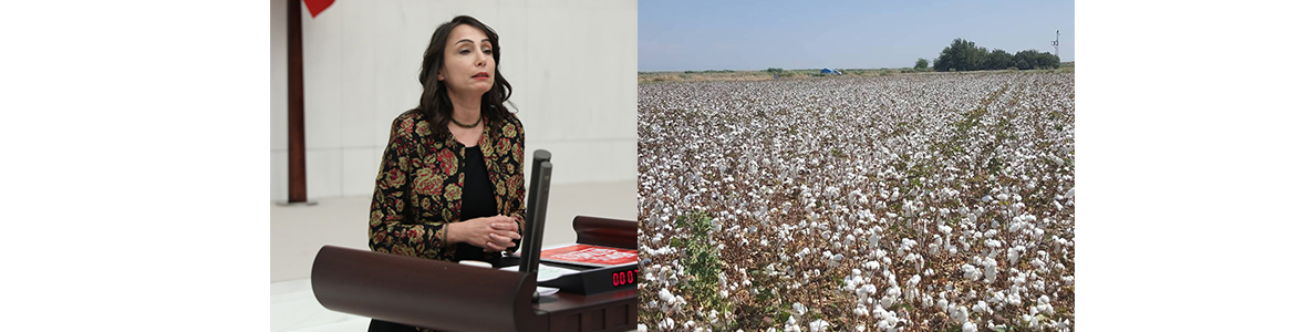 Pamuk Üretimi Neden Düşüyor? Adana Milletvekili olan, Hataylı Hemşerimiz Tülay