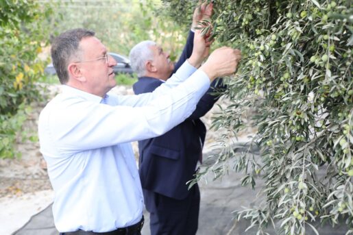 Tokdemir ve Savaş, Zeytin Hasadında…