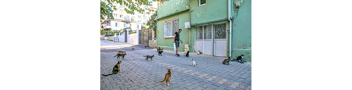 Kedi sevgisiyle oylamada… Anadolu