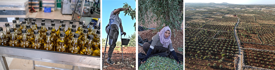 Zeytin hasadı, Zeytinyağı üretimi