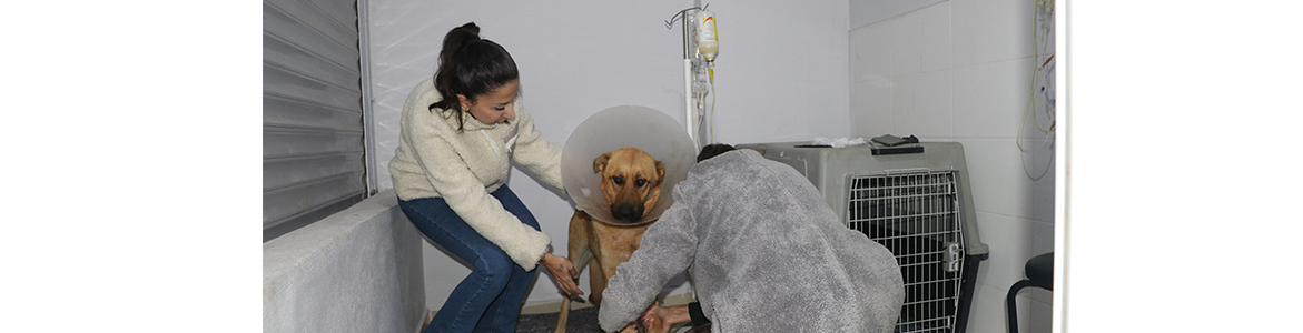 Talihsiz Köpek Tedavi Altında  