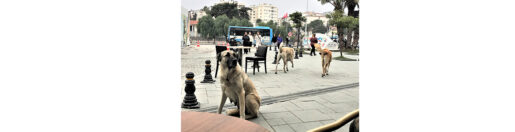 Sokak köpeklerini hedef yapanlar