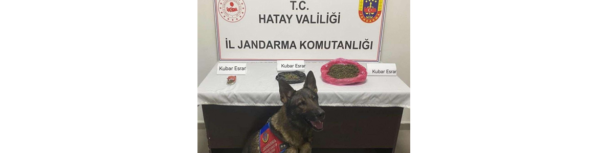 Jandarma Narkotik Köpekleri “TONAJ