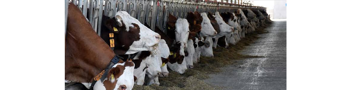 Harbiyeli vatandaşlar büyükbaş hayvanları