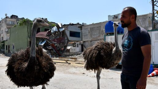 Depremzede Deve Kuşları Antakya Sokaklarında