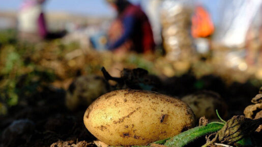 Mayıs’ın İncisi Patates