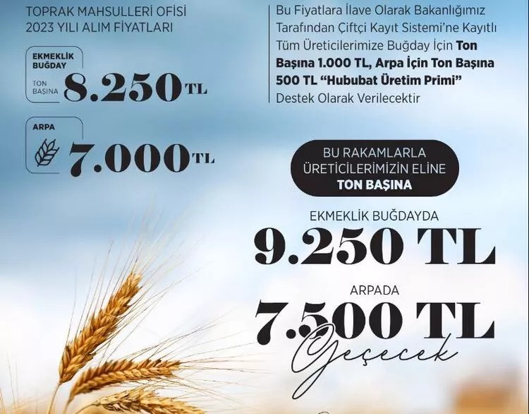 Buğday ve Arpa taban