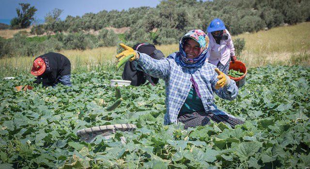 Hatay’ın Arsuz ilçesinde bağ