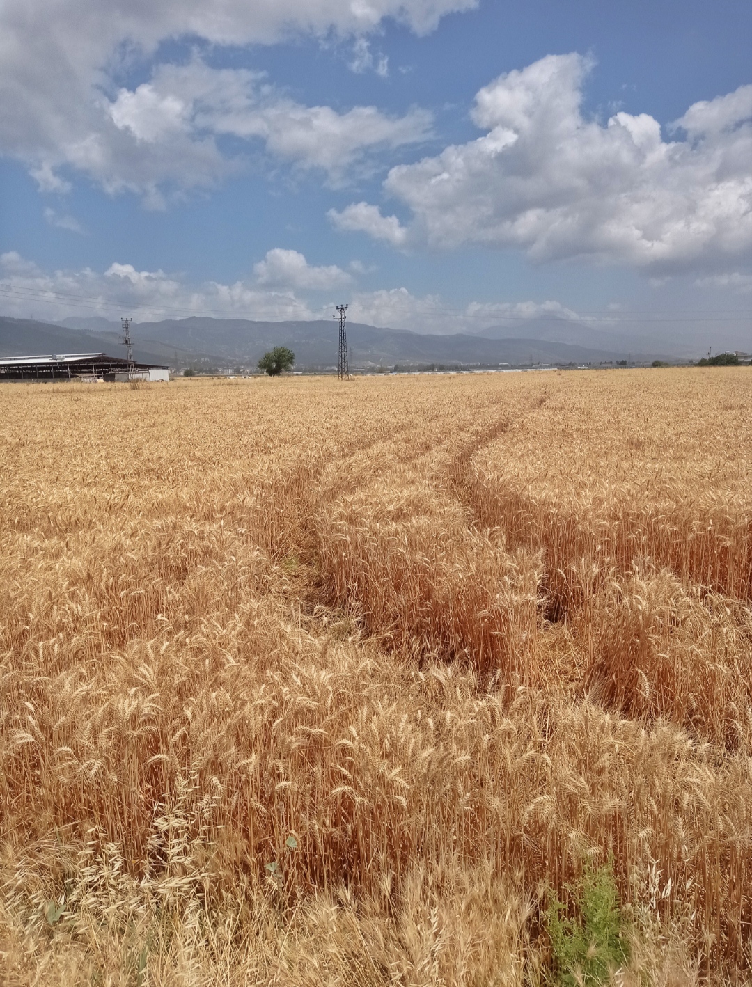 Kahramanmaraş ve Hatay merkezli