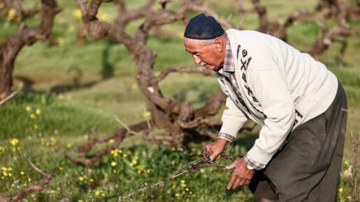 El Koyan Mahkum El Koyulan Mağdur