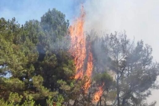 Yayladağı’nda Orman Yangını Hızlı Müdahaleyle Kontrol Altına Alındı