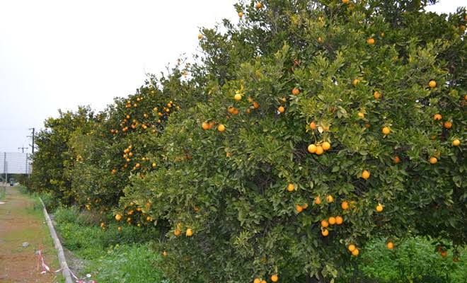 Samandağ Deniz sahilindeki mandalina