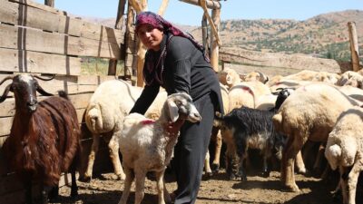 Kahramanmaraş merkezli 6 Şubat'ta meydana gelen depremlerde 151 küçükbaş hayvanı