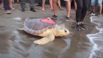 Uydu cihazıyla en uzun süre izlenen “Caretta Caretta Tuba” 25