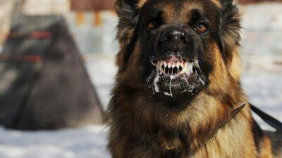 Sağlık Bakanlığı verilerine göre, kuduz riskli temas sayısı son 15