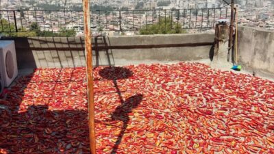 Biber kurutması Antakya ve bölge halkının özelliklerinden.. Tam da bugünlerde