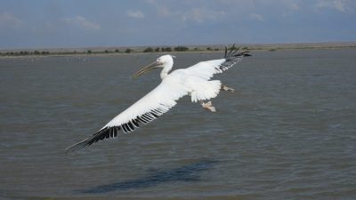 Hatay'da bitkin halde bulunan ak pelikan, bakımının ardından doğaya salındı.