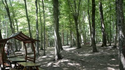 ABD’de yapılan bir araştırma, daha fazla yeşil alanın bulunduğu yerlerde