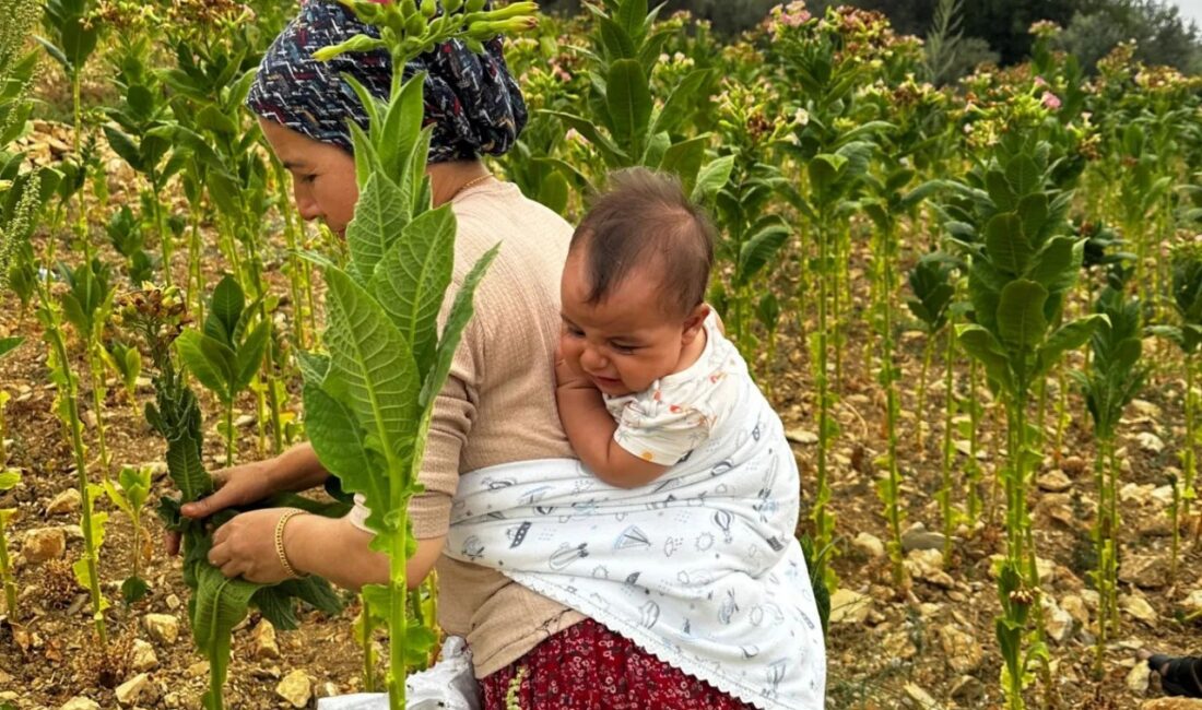 İlimiz Yayladağı ilçesine bağlı