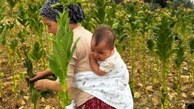İlimiz Yayladağı ilçesine bağlı Gözlüce kırsalında çekilen habere konu fotoğraftaki