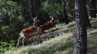 Dünyada doğal ve genetiği bozulmamış tek yaşam alanı Düzlerçamı Yaban