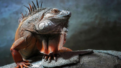 Dağlık Karabağ’da 27 Eylül tarihinde başlayan savaş 44 günde Ermenistan’ın