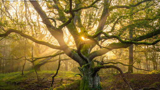 Dağlık Karabağ’da 27 Eylül tarihinde başlayan savaş 44 günde Ermenistan’ın