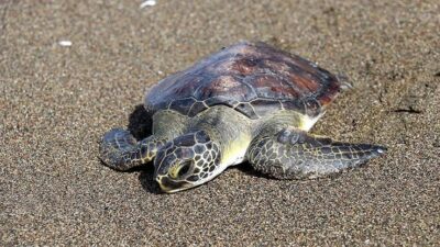 Hatay ili Samandağ ve çevlik sahillerinde doğal yumurtlama alanı bulunan