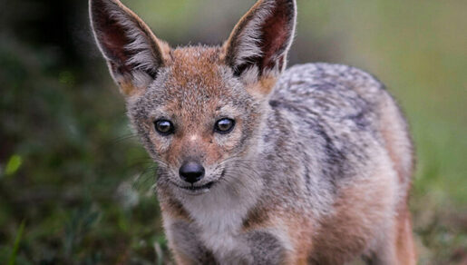 Dağlık Karabağ’da 27 Eylül tarihinde başlayan savaş 44 günde Ermenistan’ın