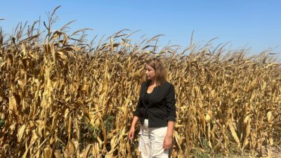 CHP Hatay Milletvekili Nermin Yıldırım Kara, Toprak Mahsulleri Ofisi’nin mısır