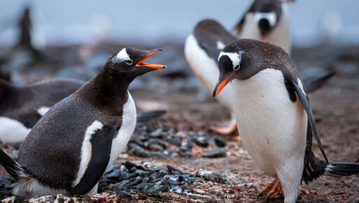 Dağlık Karabağ’da 27 Eylül tarihinde başlayan savaş 44 günde Ermenistan’ın