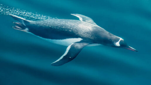 Dağlık Karabağ’da 27 Eylül tarihinde başlayan savaş 44 günde Ermenistan’ın