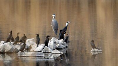 Ağrı Dağı bölgesinde yaşayan yaban hayvanları, sıcak yaz günlerini Karasu