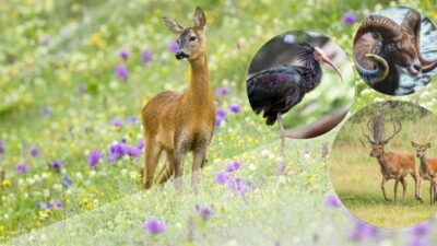 Türkiye'nin doğal hayata yönelik uyguladığı projelerle Anadolu yaban koyunundan alageyiğe,