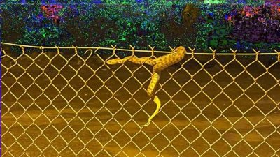 Hatay’ın Payas ilçesinde nesli tehlike altında ve korunması gereken türler