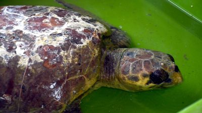 Hatay’ın Samandağ ilçesinde, bitkin bulunan caretta caretta, tedavisi için koruma