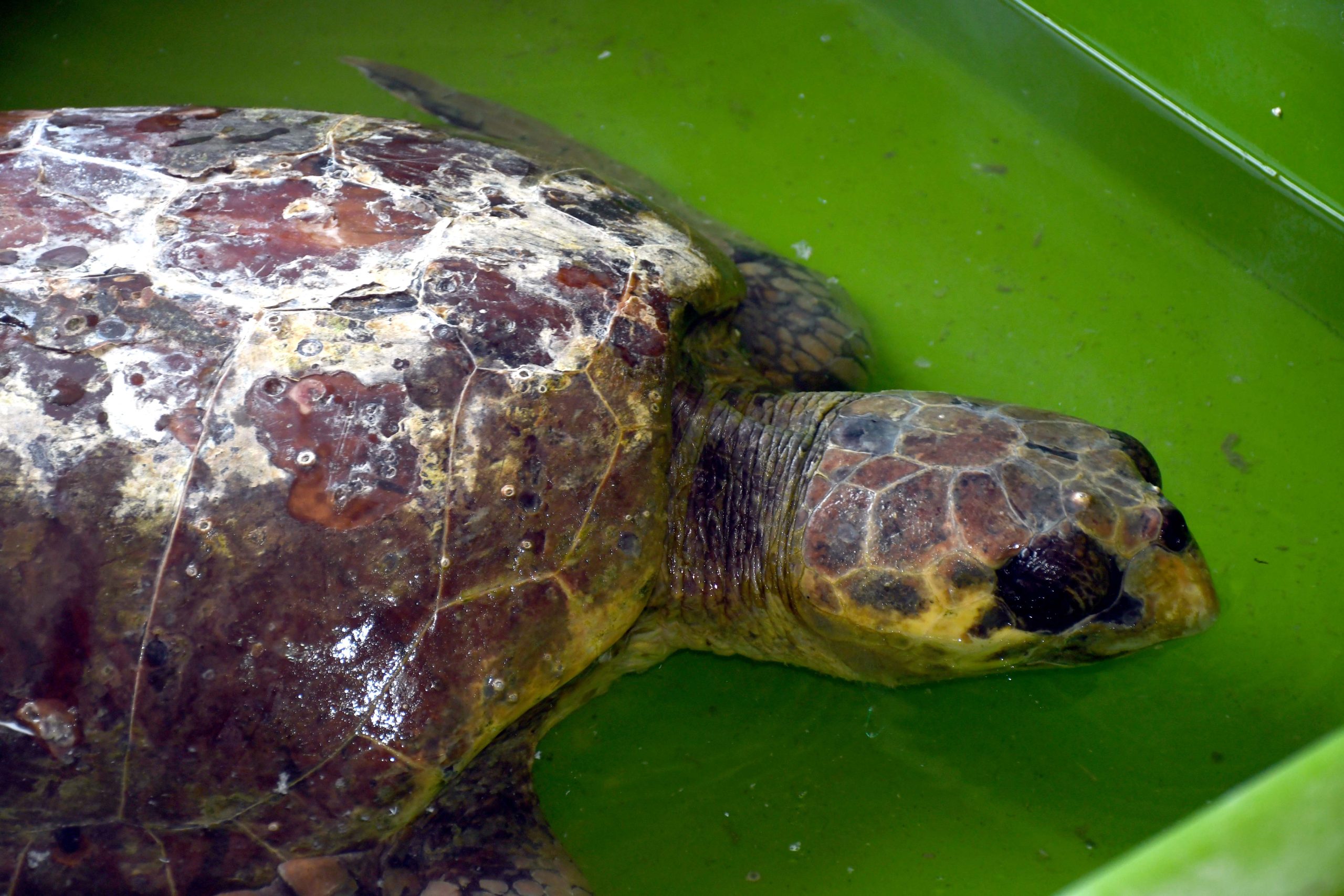 Hatay’da bitkin bulunan caretta caretta tedaviye alındı