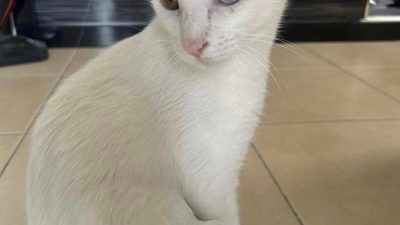 Hatay milletvekili Nermin Yıldırım Kara İskenderun’da sahipsiz kedi buldu. Milletvekili