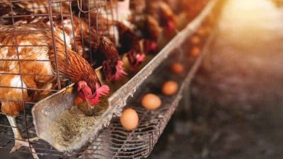 Türkiye İstatistik Kurumu (TÜİK) verilerine göre, Türkiye’de tavuk yumurtası üretimi