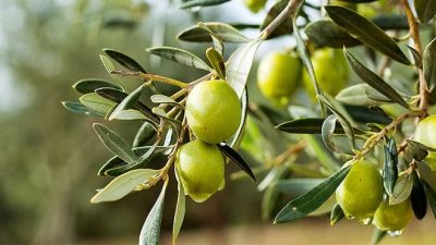 Her yıl bereketiyle göz dolduran Zeytin sezonu bu yıl da