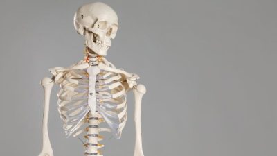 Kemik sağlığı, yaşamın önemli bir faktörüdür. Sağlıklı kemikler, günlük aktivitelerimizi