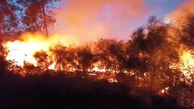 Hatay’ın Erzin ilçesinde ağaçlık alanda çıkan yangın söndürüldü. TEM Otoyolu’nda