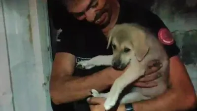 Hatay’ın merkez Antakya ilçesinde konteyner ile duvar arasında sıkışan köpek