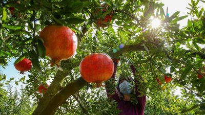Türkiye’nin en verimli topraklarının bulunduğu Hatay’da, sonbaharın yaklaşması ile birlikte