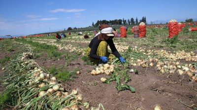 Türkiye kuru soğan ihracatına kota koydu. AIınan kararla 31 Ekim