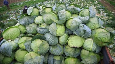 Dünya çapında mutfakta sıklıkla kullanılan lahana ve lahana turşusunun mevsimi.