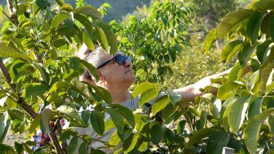 Belen Belediye Başkanı İbrahim Gül’ün talimatıyla hayata geçen, “Atıl Tarım