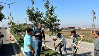 Kumlu belediyesi ilçe içi yol, kaldırım, alan, parklarda ağaçlandırma çalışmaları